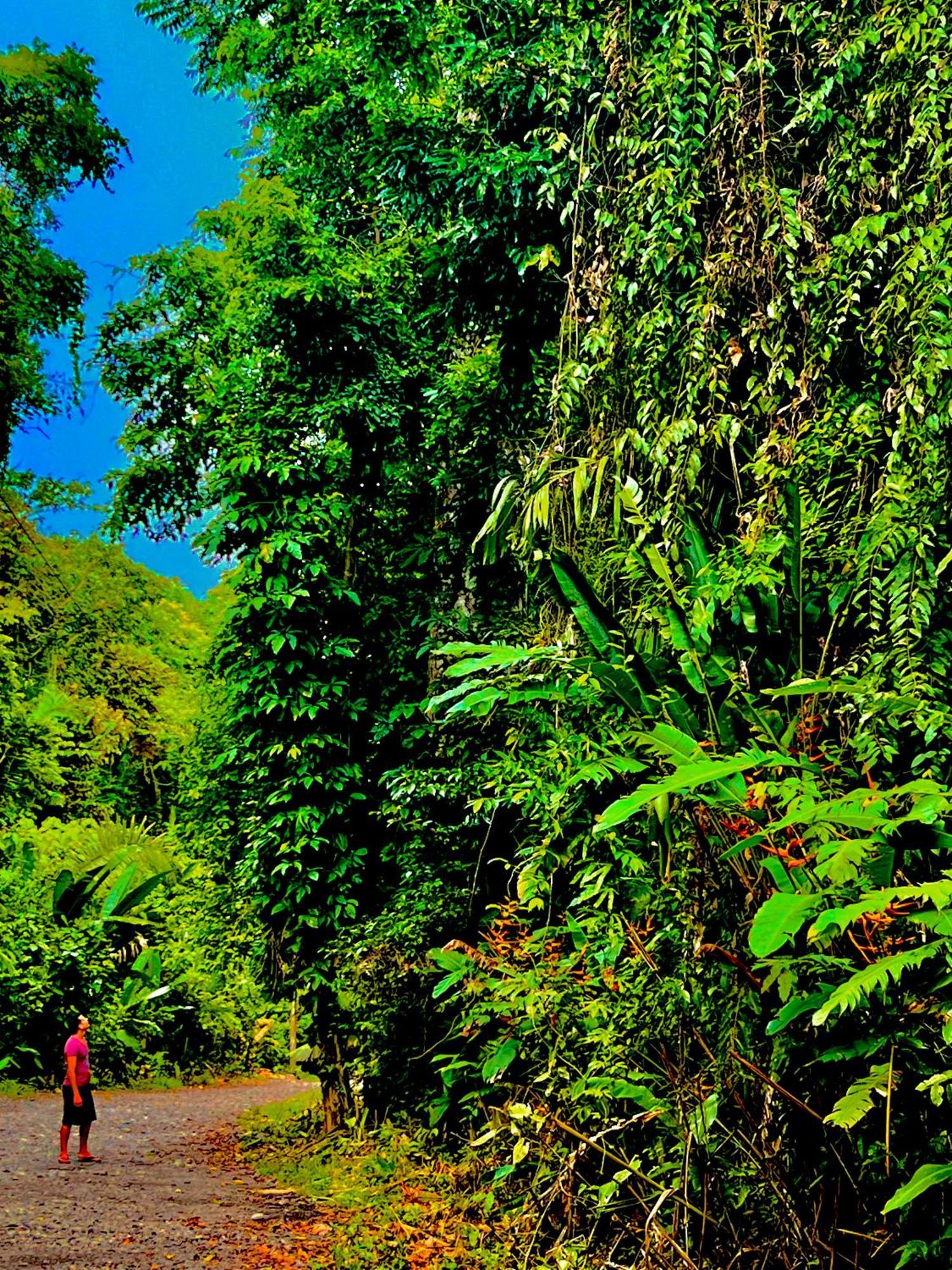 Beachfront Paradise Manuel Antonio Dış mekan fotoğraf
